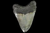 Bargain, Fossil Megalodon Tooth - North Carolina #92446-2